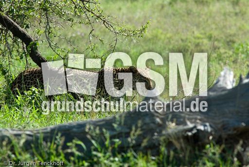 leopard (57 von 60).jpg